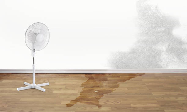 Best Water damage restoration specialists  in Reidland, KY
